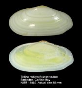 Tellina radiata (f) unimaculata